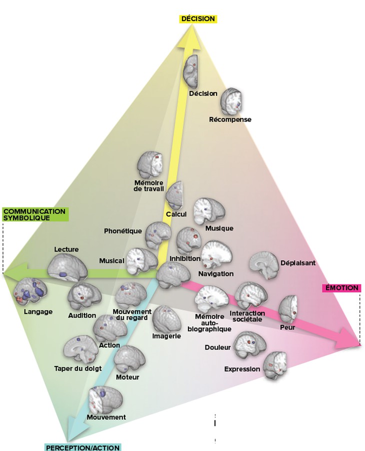 image issue des recherches du chercheurs Michel Thiebaut Schotten représentant différentes zones du cerveau et leur fonction associée.